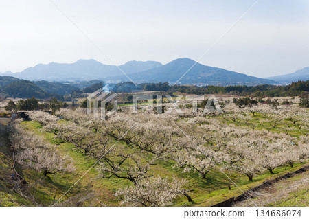 Plums at Imari Plum Garden (Imari City, Saga Prefecture) Plums at Imari Plum Garden (Imari City, Saga Prefecture) 134686074