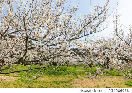 伊凡裡梅園的梅花(佐賀縣伊凡里市) 伊凡裡梅園的梅花(佐賀縣伊凡里市) 134686088
