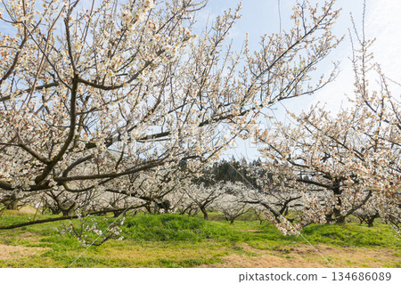Plums at Imari Plum Garden (Imari City, Saga Prefecture) 134686089