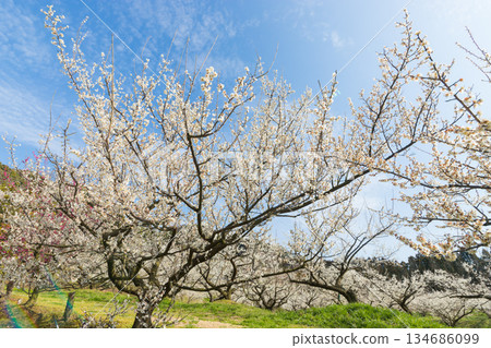 伊凡裡梅園的梅花（佐賀縣伊凡里市） 134686099