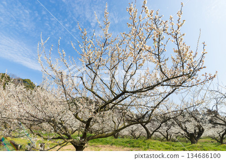 伊凡裡梅園的梅花（佐賀縣伊凡里市） 134686100