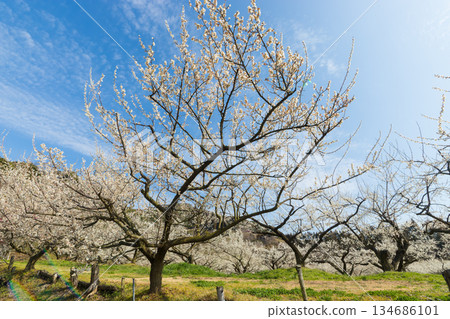 伊凡裡梅園的梅花(佐賀縣伊凡里市) 伊凡裡梅園的梅花(佐賀縣伊凡里市) 134686101