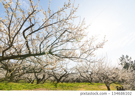 伊凡裡梅園的梅花（佐賀縣伊凡里市） 134686102