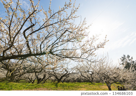 伊凡裡梅園的梅花(佐賀縣伊凡里市) 伊凡裡梅園的梅花(佐賀縣伊凡里市) 134686103