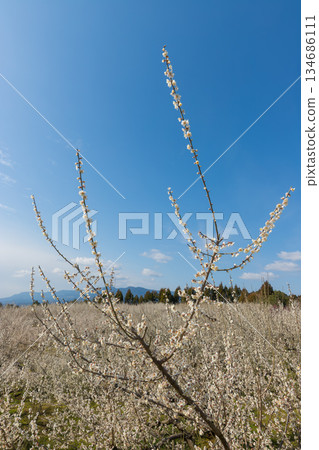 伊凡裡梅園的梅花（佐賀縣伊凡里市） 134686111