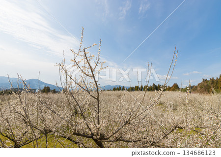 Plums at Imari Plum Garden (Imari City, Saga Prefecture) Plums at Imari Plum Garden (Imari City, Saga Prefecture) 134686123