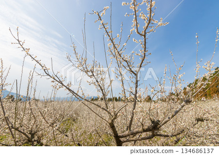Plums at Imari Plum Garden (Imari City, Saga Prefecture) 134686137