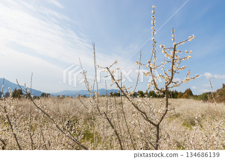 Plums at Imari Plum Garden (Imari City, Saga Prefecture) 134686139