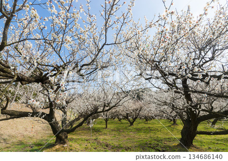 伊凡裡梅園的梅花(佐賀縣伊凡里市) 伊凡裡梅園的梅花(佐賀縣伊凡里市) 134686140