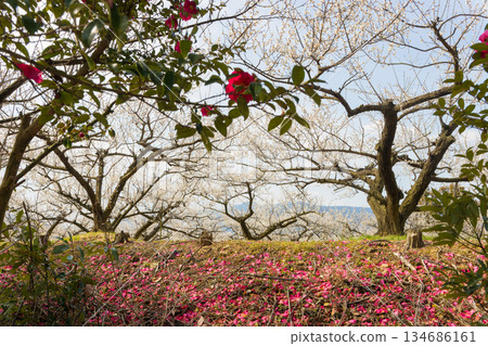 伊凡裡梅園的梅花(佐賀縣伊凡里市) 伊凡裡梅園的梅花(佐賀縣伊凡里市) 134686161