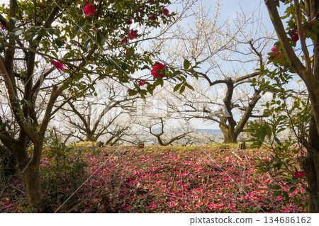 伊凡裡梅園的梅花(佐賀縣伊凡里市) 伊凡裡梅園的梅花(佐賀縣伊凡里市) 134686162