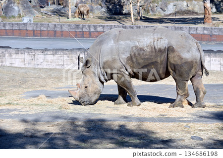 Southern white rhino eating grass 134686198