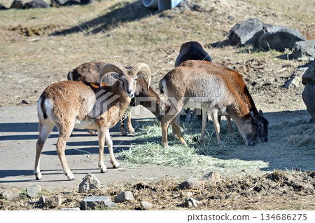 Mouflon eating grass Mouflon eating grass 134686275