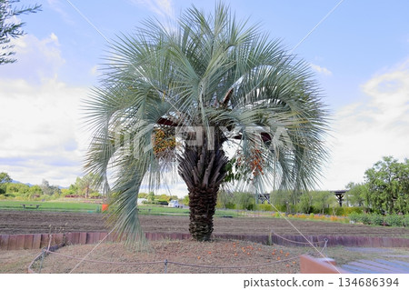 清爽的棕櫚果 清爽的棕櫚果 134686394