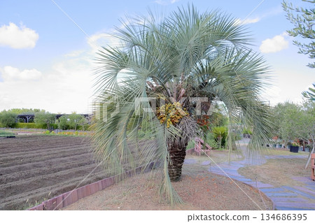 清爽的棕櫚果 134686395