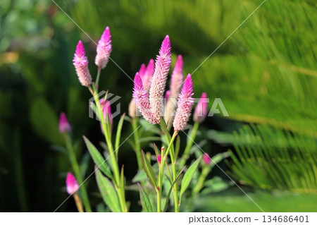 Cute bellflower 134686401