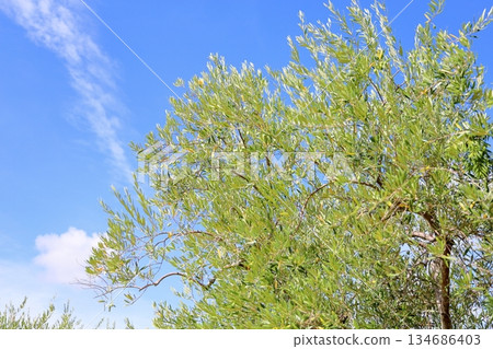 Refreshing olive fruit 134686403