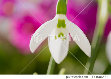 粉紅色背景上的雪花蓮 134686452