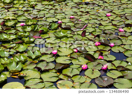 Pink Water Lilies and Lily Pads Covering Pond Surface 134686490