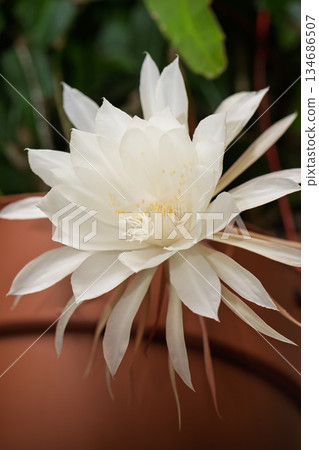 White Epiphyllum Cactus Flower in Soft Diffused Light White Epiphyllum Cactus Flower in Soft Diffused Light 134686507