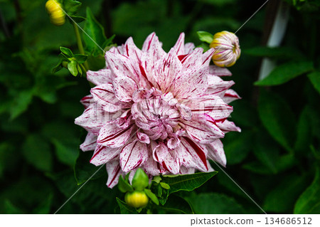White Dahlia Flower with Speckled Red and Pink Markings 134686512