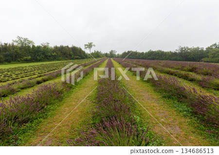 Wide View of Lavender Crop Rows on Farm Field 134686513