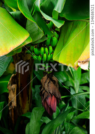 Unripe Green Bananas and Large Red Flower Bud on Tree 134686521