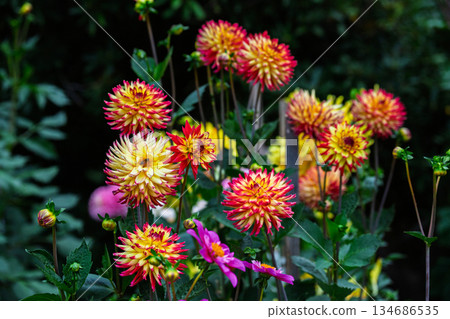Cluster of Red and Yellow Bi-color Dahlia Flowers with Bee Cluster of Red and Yellow Bi-color Dahlia Flowers with Bee 134686535