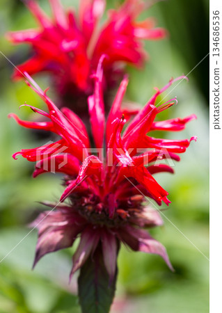 Macro Close-up of Spiky Red Bee Balm Flower Head Macro Close-up of Spiky Red Bee Balm Flower Head 134686536
