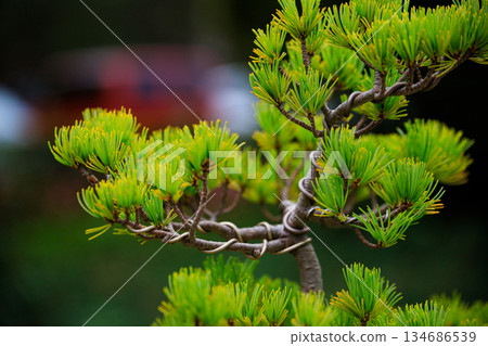 Detail of Japanese Bonsai Pine Needles and Training Wire 134686539