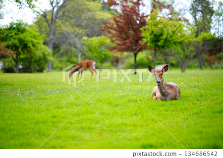 Wild Deer Resting in Bright Green Grass Wild Deer Resting in Bright Green Grass 134686542