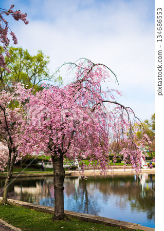 Weeping Cherry Tree Blooming 134686553