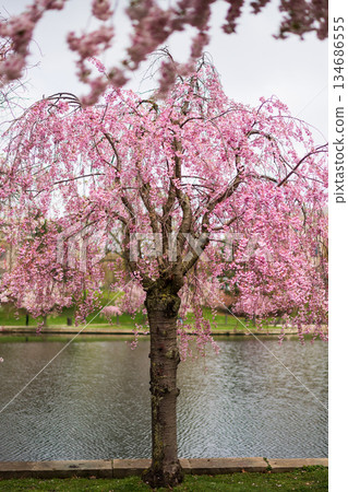 Pink Weeping Cherry Tree in Full Bloom 134686555