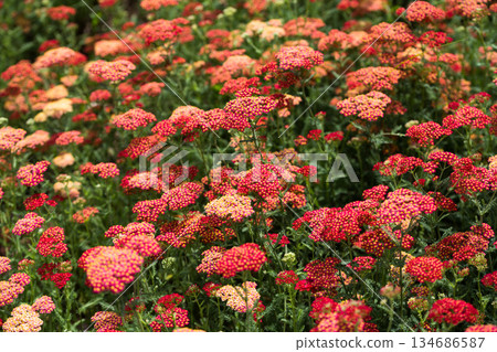 Dense Field of Red and Pink Yarrow Wildflowers Dense Field of Red and Pink Yarrow Wildflowers 134686587