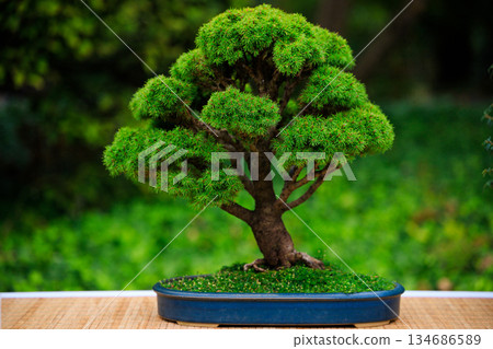 Classic Japanese Bonsai Tree in Blue Ceramic Pot 134686589