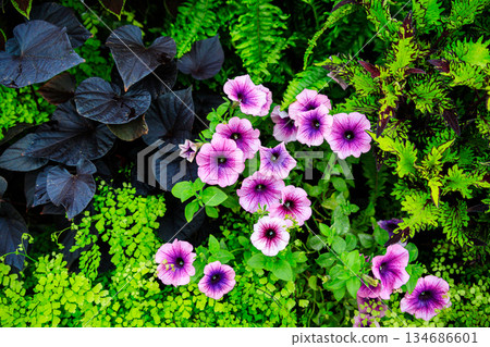 Vibrant Purple Petunias and Lush Green and Dark Foliage Bed Vibrant Purple Petunias and Lush Green and Dark Foliage Bed 134686601