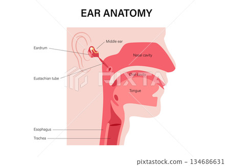 Eustachian tube poster 134686631
