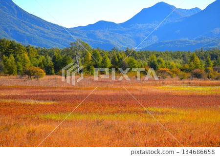 The Lady of Odashirogahara and the Autumn Grass Leaves (Nikko City, Tochigi Prefecture) *The lady is on the left 134686658