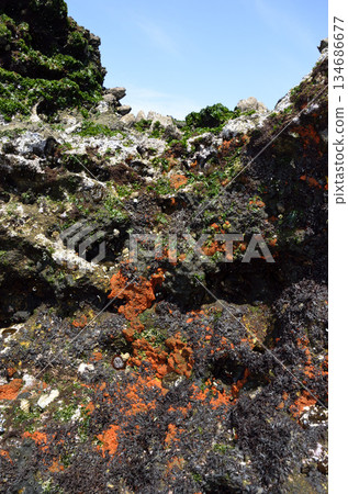 Intertidal zone biotic community: sponges, sea anemones, and sea lettuce (Ulva) 134686677