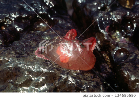 Red sea squirt, sea squirt, coastal animal Red sea squirt, sea squirt, coastal animal 134686680