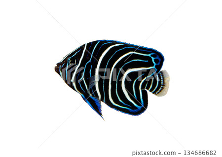 Juvenile angelfish on white background Juvenile angelfish on white background 134686682
