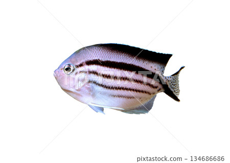 Vertical striped angelfish female white background Vertical striped angelfish female white background 134686686