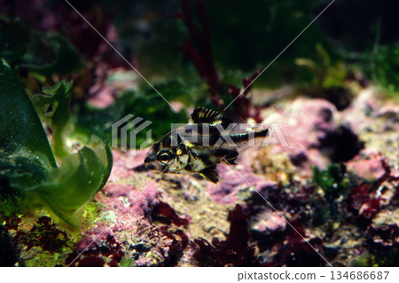Juvenile boxfish, fish from the seashore Juvenile boxfish, fish from the seashore 134686687
