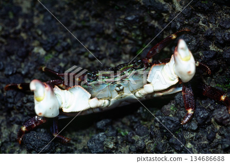 威脅性螃蟹岩蟹 134686688