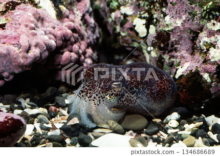 耳魷，一種魷魚 134686689