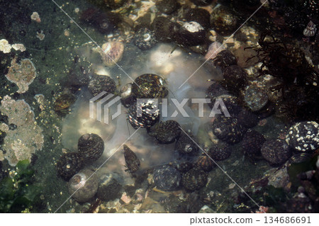 寄居蟹吃擱淺的水母，學名 Pagurus nigricans 134686691