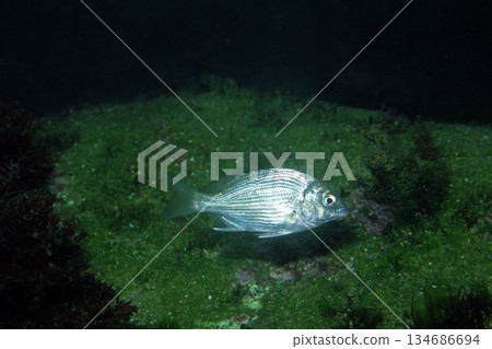 幼年黑鯛水下照片 134686694