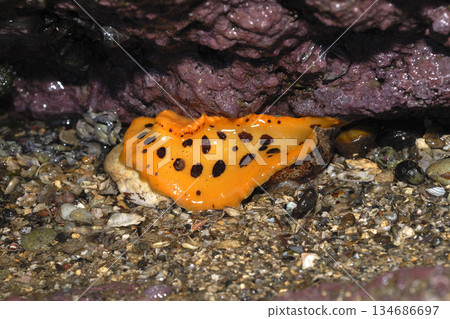 Ventral surface of a spider sea slug, a marine creature, at low tide Ventral surface of a spider sea slug, a marine creature, at low tide 134686697