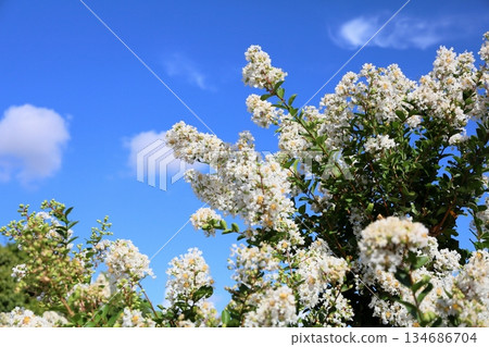 Refreshing white crape myrtle flowers 134686704
