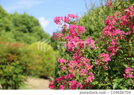 Cute Crape Myrtle Flowers Cute Crape Myrtle Flowers 134686709